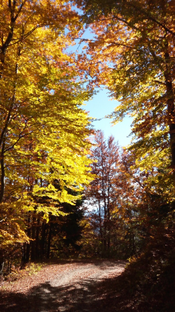 Magia d'autunno - Carnia 