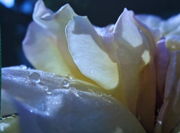 Rugiada su rosa 