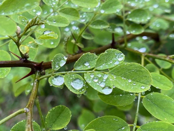 Rugiada mattutina  